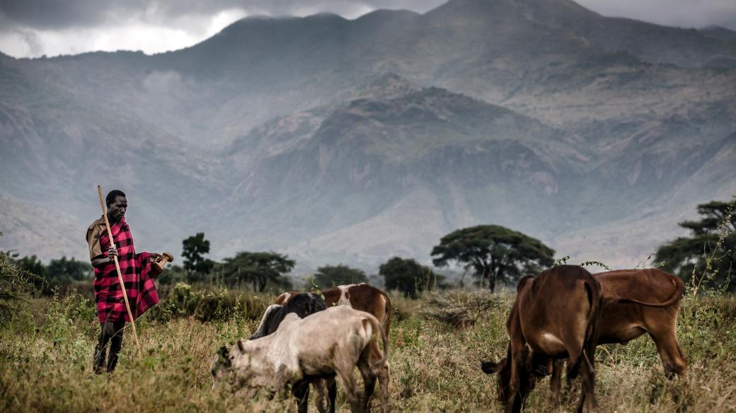 Bránit šíření nakažlivých nemocí na lidi se dá i tím, že se lidé budou lépe starat o dobytek v rozvojových zemích (Uganda)