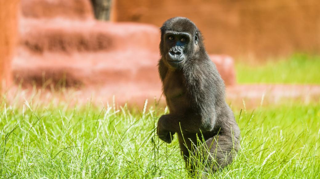 Zoo Praha doufá, že se v novém pavilonu goril dočká i mláďat