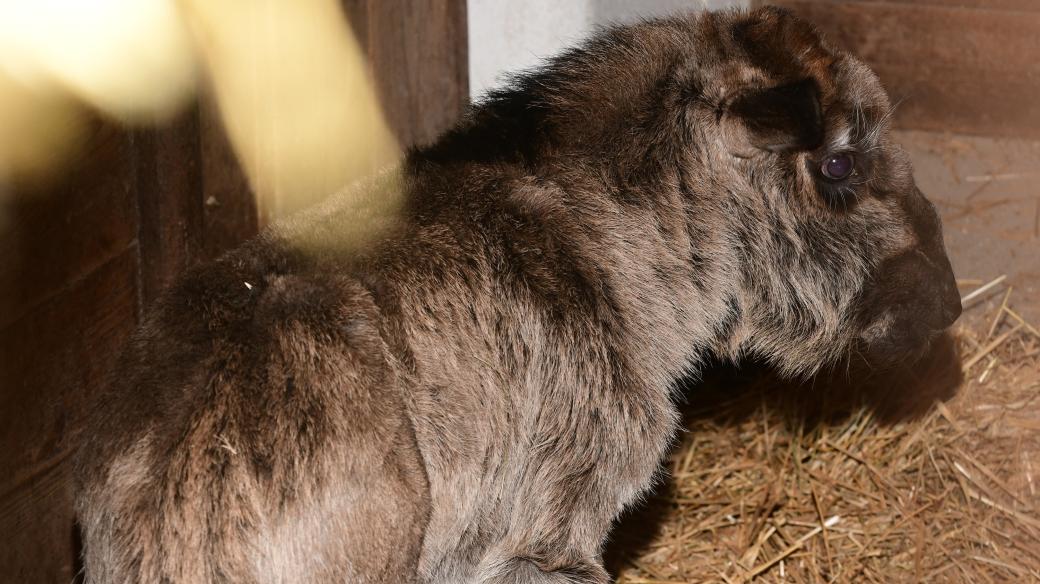 Mládě pakoně běloocasého v ZOO Olomouc