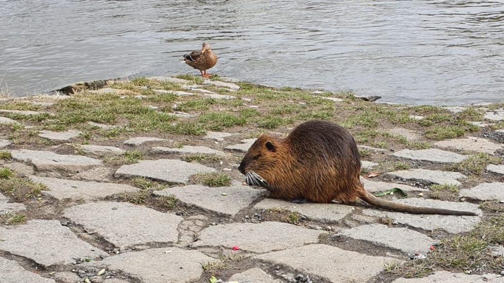 Světlá nad Sázavou, nutrie