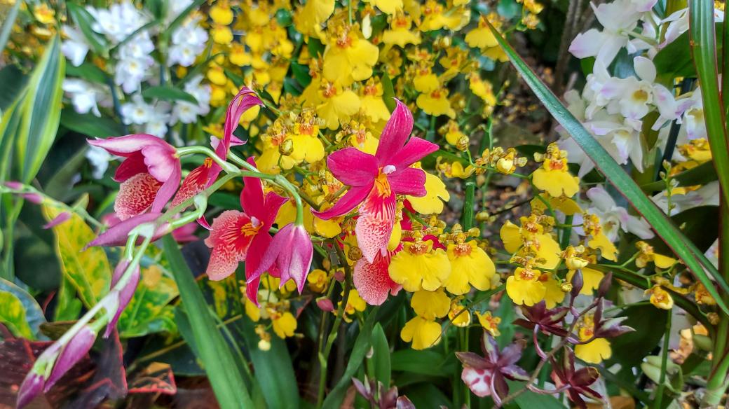 Výstava Orchideje, poklady vietnamské džungle v Botanické zahradě Praha