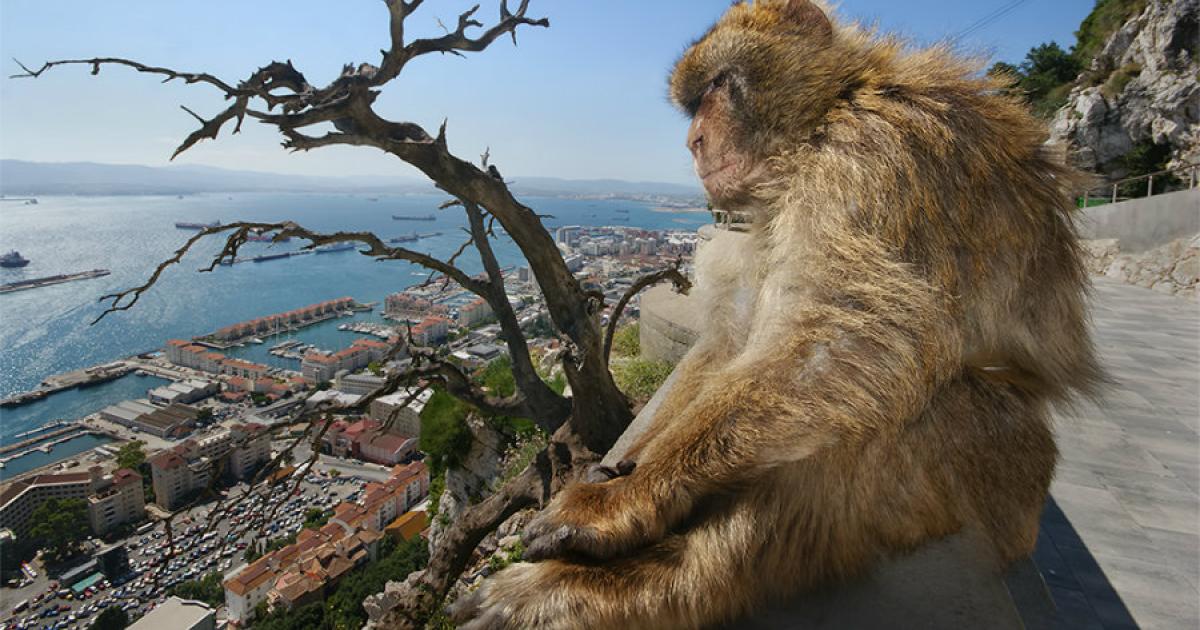 Pozor Na Svačinu, Varují Před Opicemi Na Gibraltaru. Ne Všichni Si Však ...