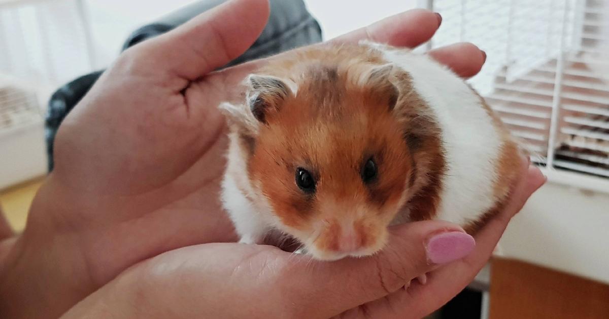 Chov Křečka Zvládne I Dítě školou Povinné Jak Se Pozná Povahově