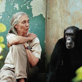 Doktorka Jane Goodall se šimpanzem Freudem v rezervaci Gombe