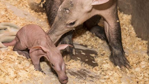 Velká radost panuje v ZOO Dvůr Králové: Narodilo se tu první mládě hrabáče kapského