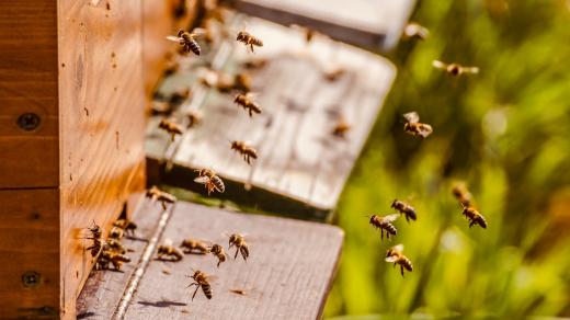 Pardubický včelař přišel o 75 včelstev