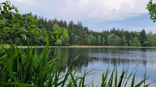 Lesní rybníky u Slavonic se stanou přírodní památkou, na snímku rybník Dědek