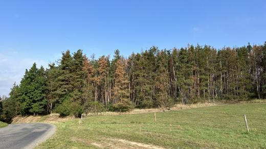 Ve středním Povltaví uschla až třetina borovic