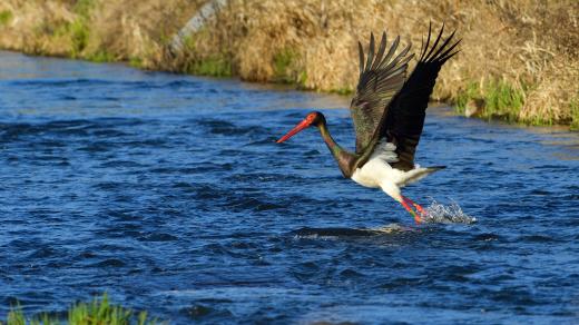 Čáp černý (Ciconia nigra)