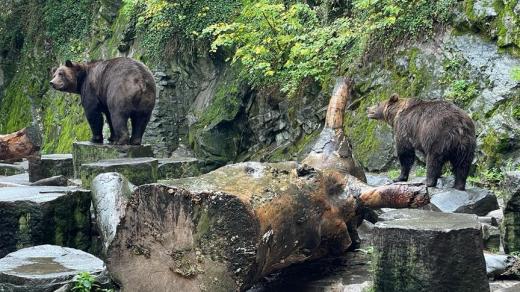 Medvědi v příkopu českokrumlovského zámku jsou návštěvnickou atrakcí už od 16. století