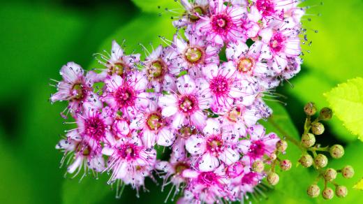 Tavolník japonský (Spiraea japonica)