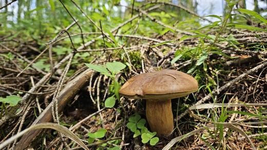 Na Vysočině rostou některé letní a podzimní druhy hub už na jaře