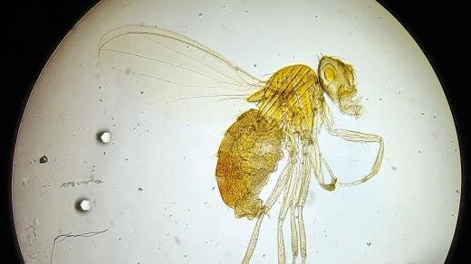 Octomilka (drosophila)