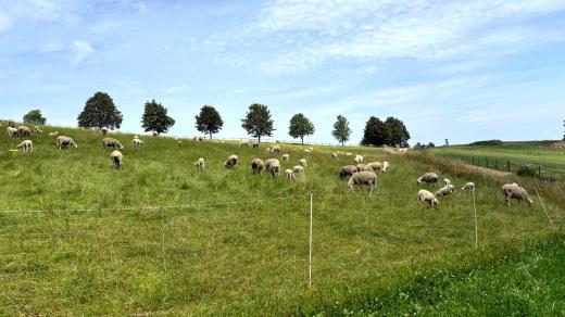 Chovatel ovcí Robert Blíženec má pastviny v Novohradských horách