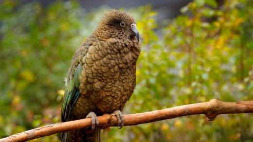 Papoušek nestor kea