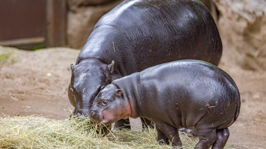 Moo Deng a její maminka v Khao Kheow Open Zoo