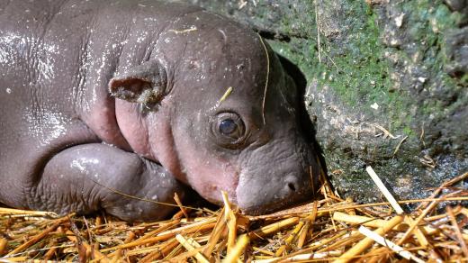 Jihlavská zoo slaví narození vzácného mláděte hrošíka liberijského