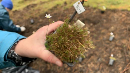 Botanici vysazují na hadcích u přehrady Švihova sazenice vzácné kuřičky hadcové