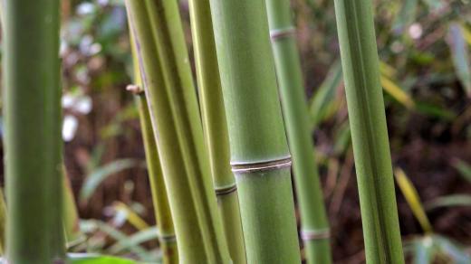 Phyllostachys astrovaginata