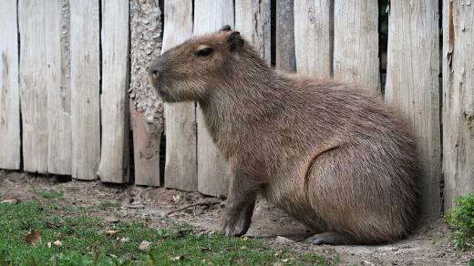 Kapybara (Hydrochoerus hydrochaeris)