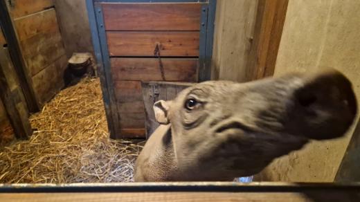 Babirusa v jihlavské zoo