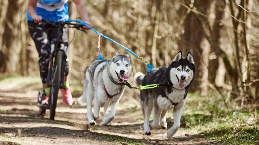 Mushing s koloběžkou