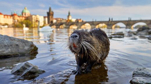 Nutrie říční ve filmu Planeta Praha