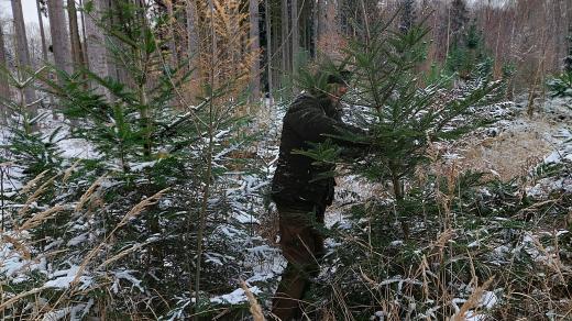 Přes 200 vánočních stromků nadělí státní podnik Lesy České republiky dětem v nemocnicích, dětských domovech, klokáncích nebo v azylových domech