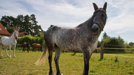 Koně manželů Polákových na farmě v Lestkově nedaleko Kozákova