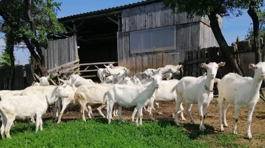 Rodinná farma z Podkrkonoší, najdete nás na kopečku v malé vesnici Úhlejov