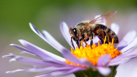 Bez včel by spousta zvířat vyhynula