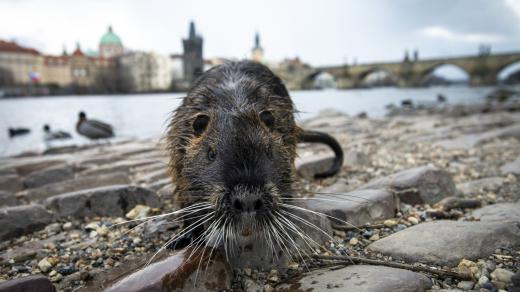 Nutrie na břehu Vltavy u Karlova mostu