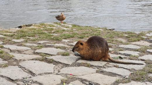 Světlá nad Sázavou, nutrie