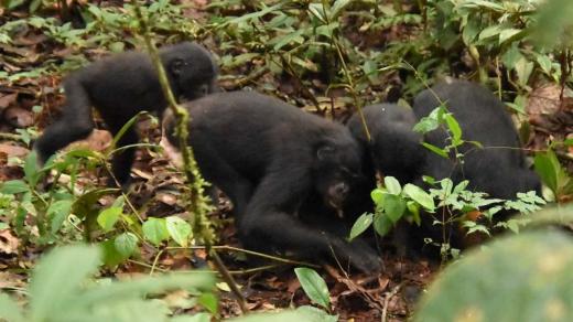 Bonobové se krmí nově objevenou houbou v v Národním parku Kokolopori v Kongu