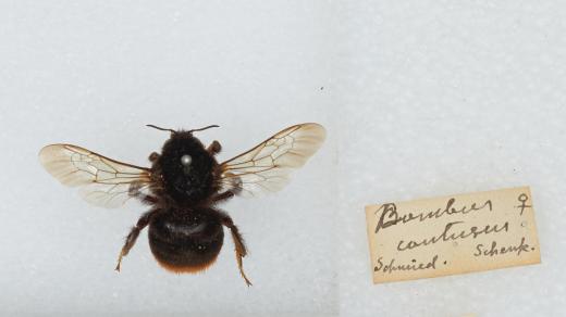 Čmelák klamavý (bombus confusus)